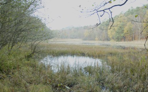 Bild visar en våtmark som ligger i Kullabergs naturreservat