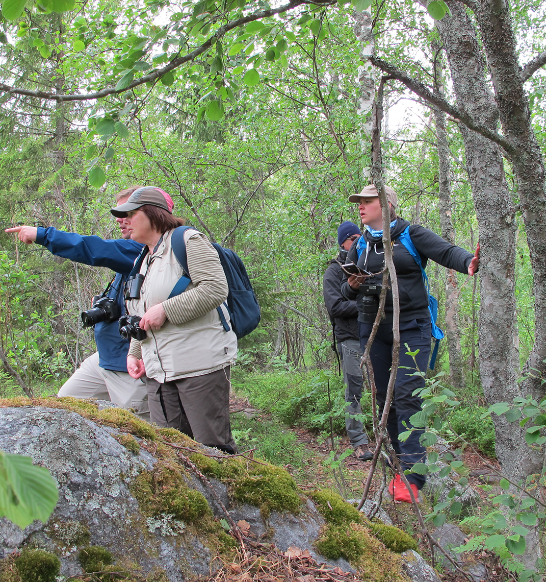 Guidning och vandring i en skog