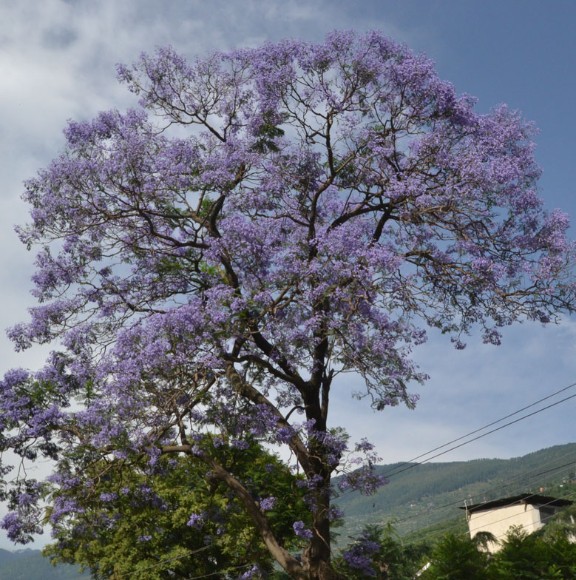 Foto: Jakaranda. Wikimedia commons.