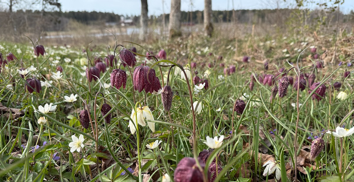 Kungsängslilja