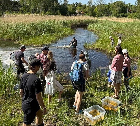 Naturvägledning vid gäddfabriken på Ornö. Foto: Per Bengtson, CNV.