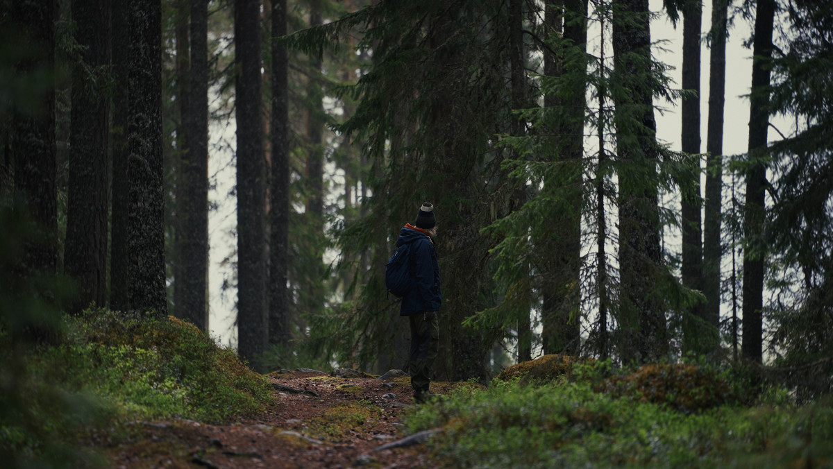 En person står i en tall- och granskog.