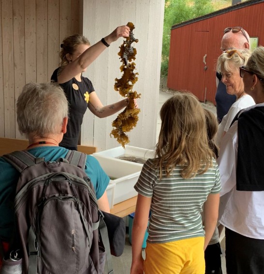 Visning av tång vid Kosterhavets naturum. 