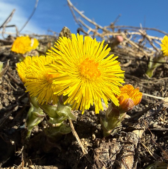 Tussilago. Foto: Per Bengtson, CNV