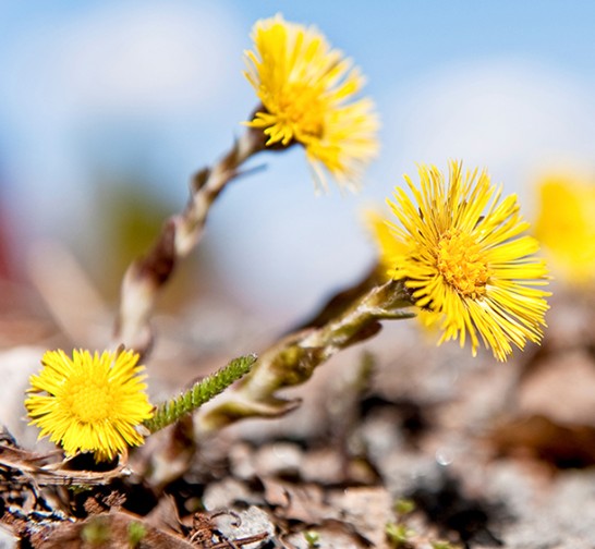 Tussilago i blom. 