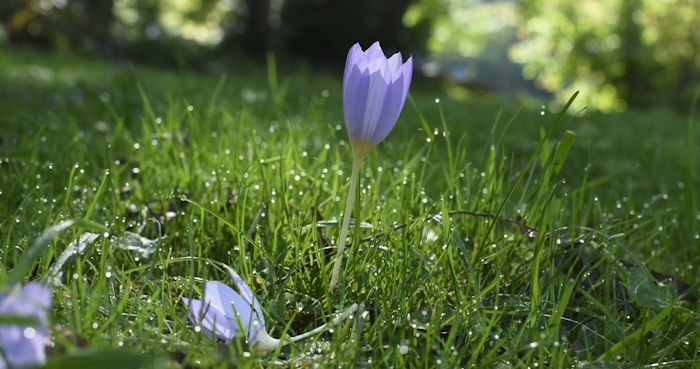 krokus på gräsmatta, närbild