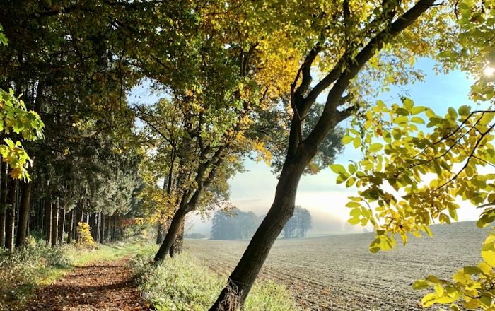 Pathway with trees along an autumn field