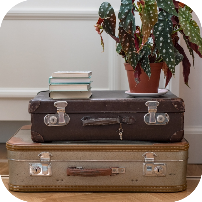 Two suitcases with a plant on top