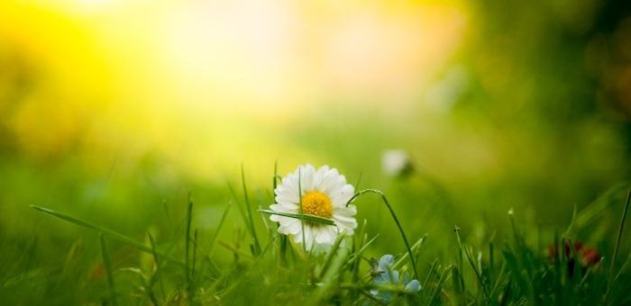 Tusensköna, närbild