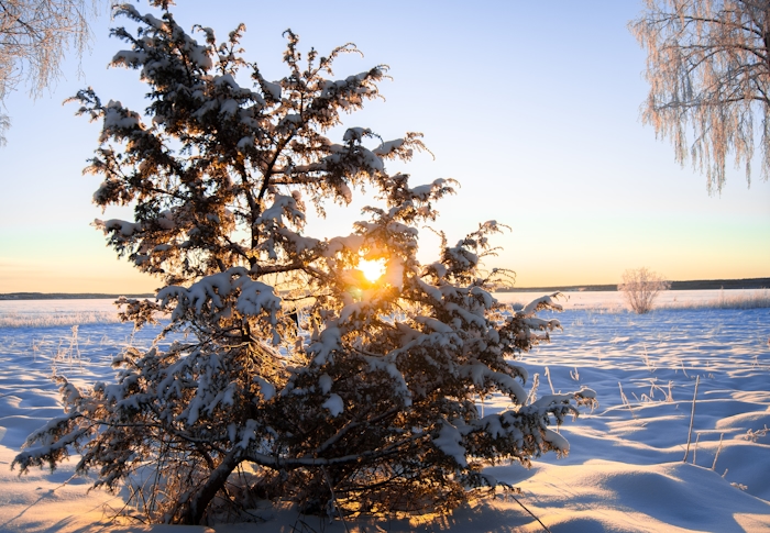 Gran täckt med snö vid ett fält med snö. Solnedgång i bakgrunden, solen ljuser genom granen.