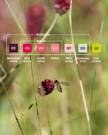 Blomfluga på blomma och schema med färgade rutor