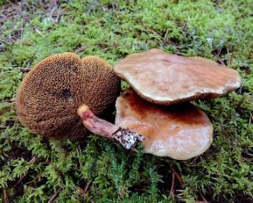 Foto: örsopp Suillus bovinus. Jörgen Jeppson