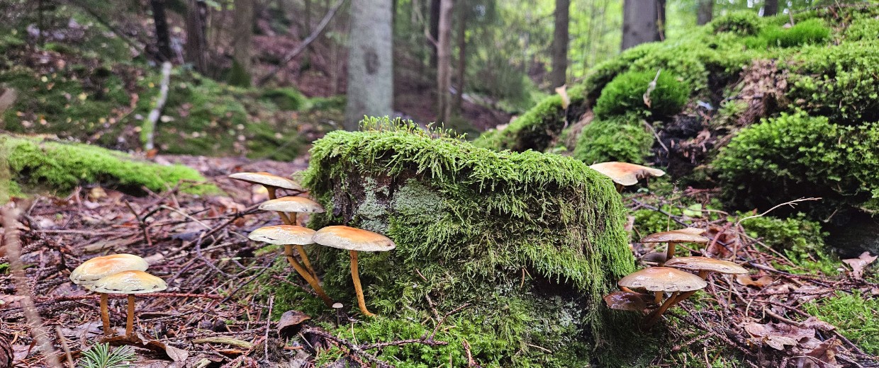 Gula svampar i trollskog