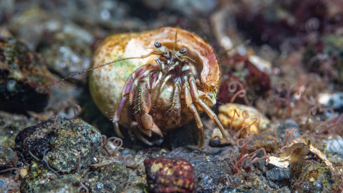 Närbild framifrån på eremitkräfta med rödgröna ben och svarta ögon, på stenig havsbotten. Foto