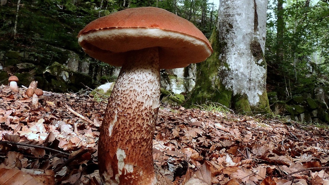 Stor svamp med brun hatt bland torra löv i skog. Foto