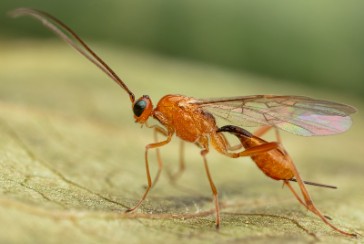 Brackstekel. Foto: Alexander Berg