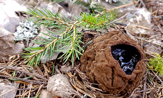 Brun sammetsaktig skålformad fruktkropp av svamp med svart glänsand disk i mitten, på marken med barr och grankvist. Foto