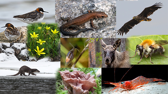 Collage med små färgbilder av olika djur, växter och svampar. Foton