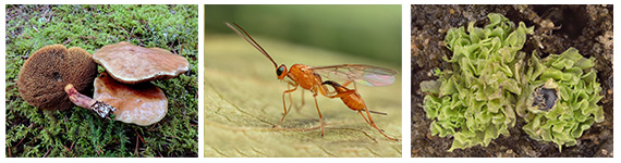 Solpaneler på jordbruksmark, foto.