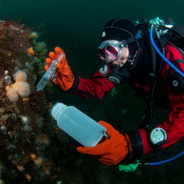 Dykare med röd dykardräkt som samlar snäckor i behållare nere i havet