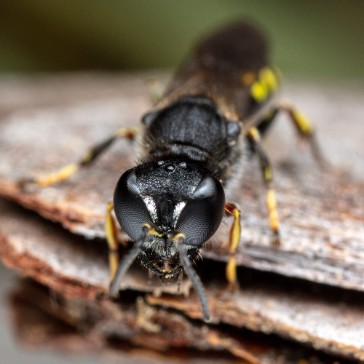 Elisabet Ottosson med violgubbe-brev