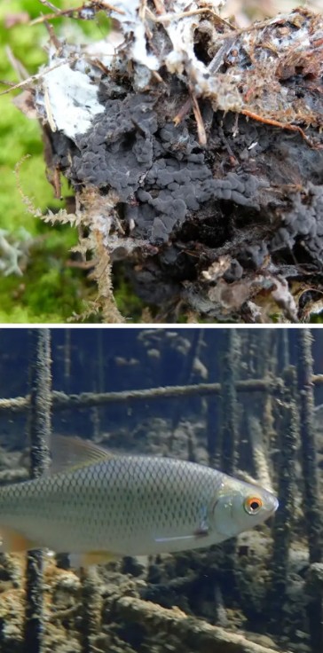 En detaljbild på gråsvart yta med svamp i naturen och en bild på silverfärgad simmande fisk 