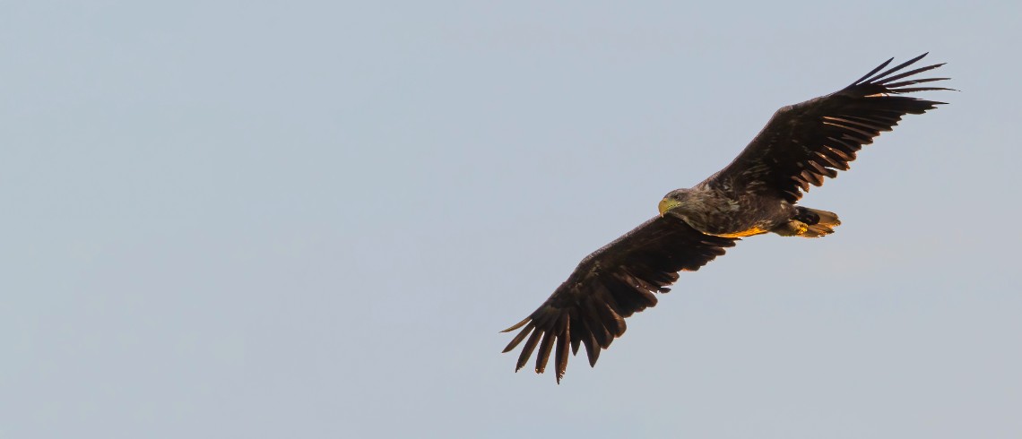 Örn som flyger med utsträckta vingar mot blågrå himmel
