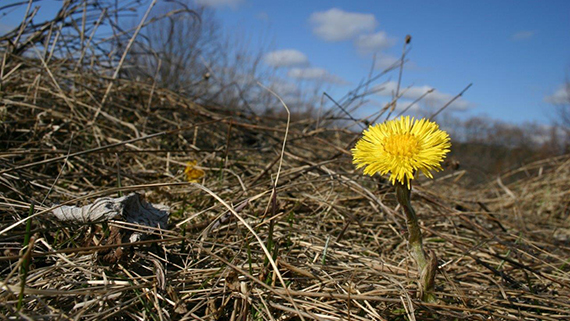 Gul ensam tussilago (blomma) på mark med torra kvistar mot blå himmel