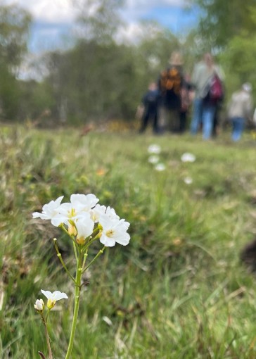 Gräsmark med vit blomma i förgrunden och människor i bakgrunden