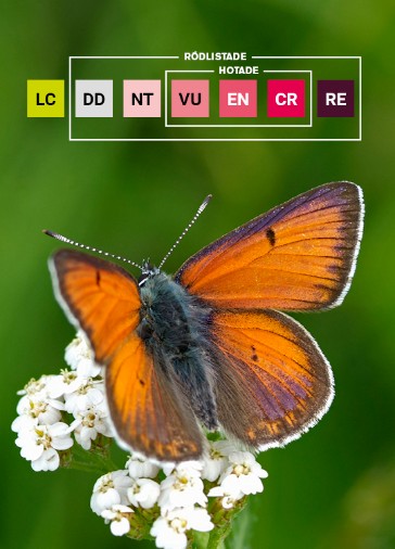 Siluett av tre personer