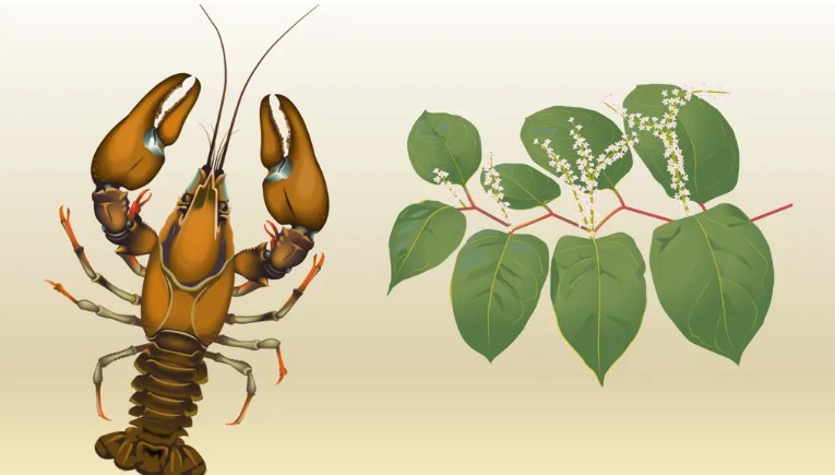Illustrerad ljusbrun kräfta och tunn gren med ljusgröna blad och små vita blommor