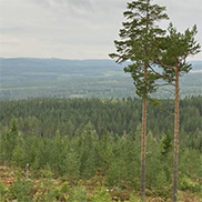 Två tallar på höjd med barrskog och blånande berg i bakgrunden.