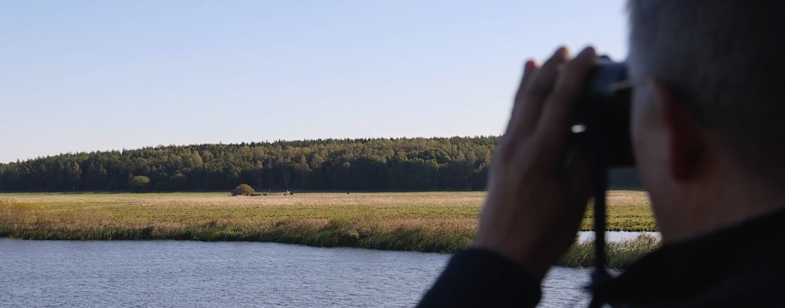 violgubbe. Foto: Elisabet Ottosson