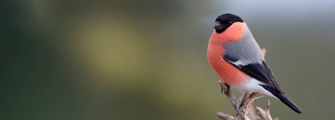 Fågel med svart huvud, rött bröst och grå och svarta vingar sittande på en gren mot mörk bakgrund