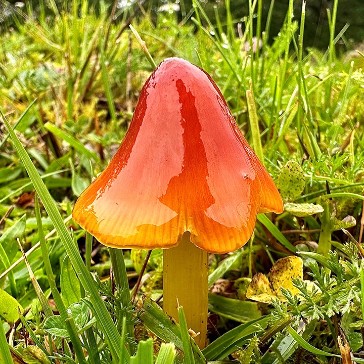 Rödorange svamp med blank spetsig hatt i gräs