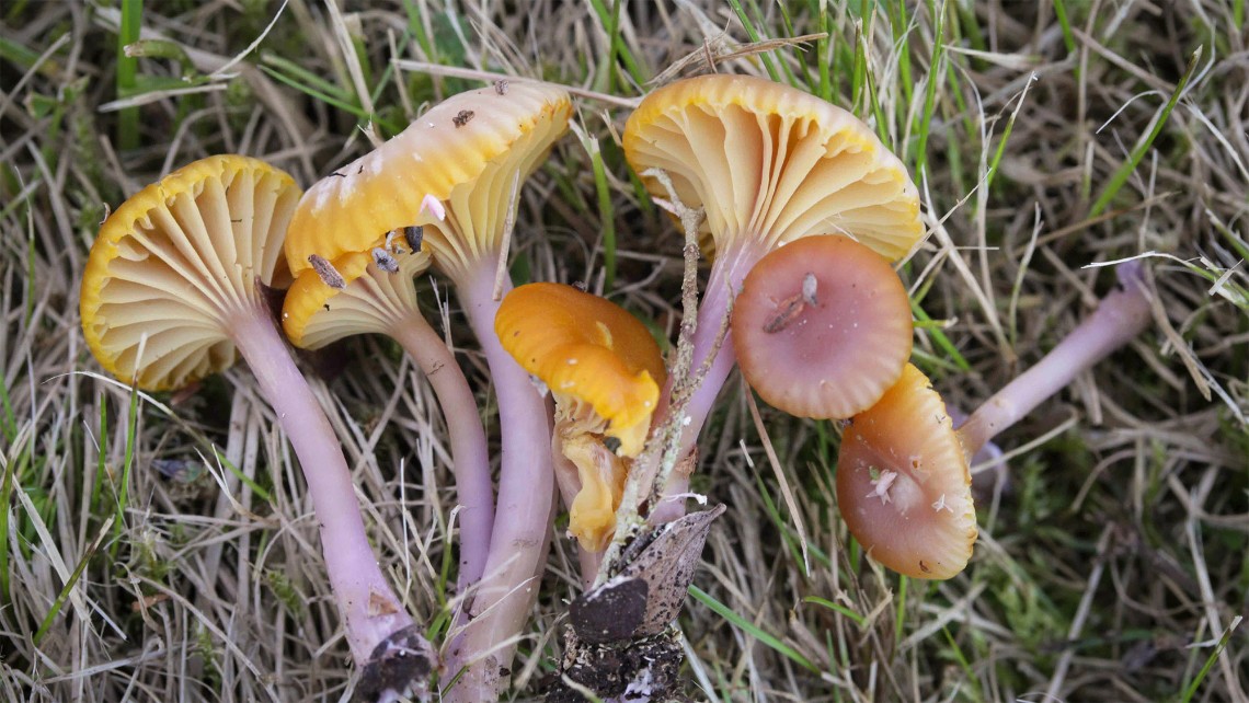 Sju plockade svampar med gul hatt och ljuslila smal fot liggande i gräset. Foto