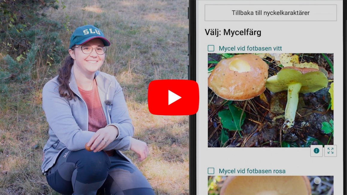 Knapp för att starta video, kvinna i blå kläder i svampskog