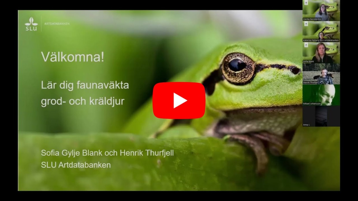 Startbild på video med grön lövgroda.