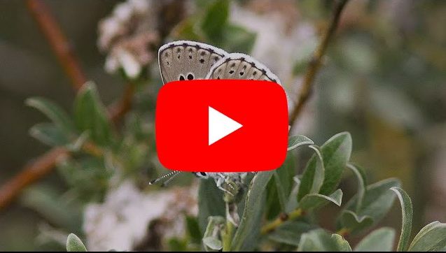 Startbild på video med fjäril med svarta små fläckar sittande på en grön växt
