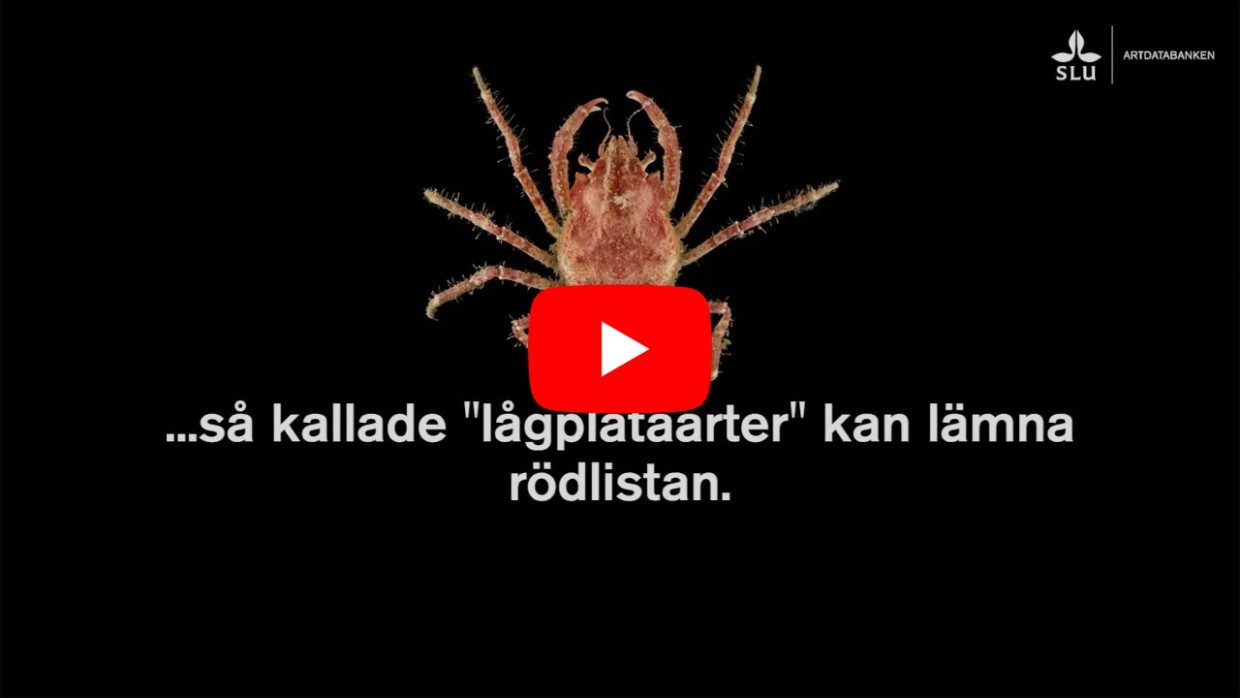 Startbild på video med krabba på svart bakgrund med texten ...så kallade "lågplatåarter" kan lämna rödlistan.
