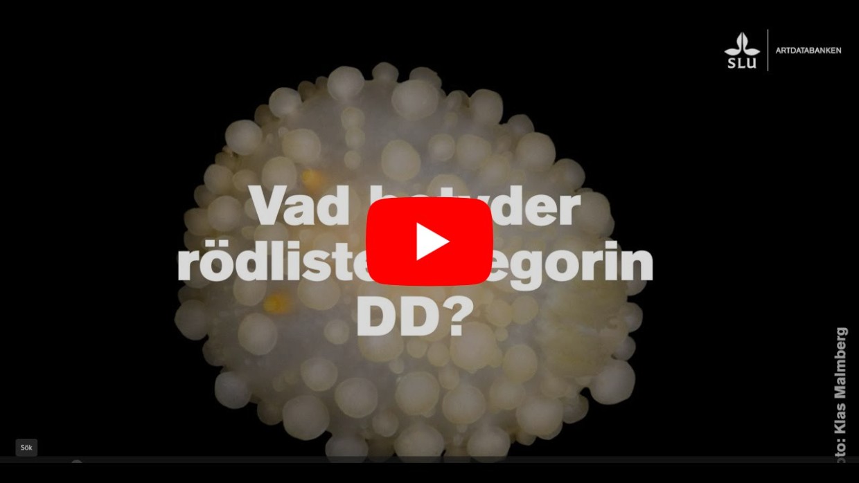 Startbild för video med rund vitgul organism med vita och gula bubblor