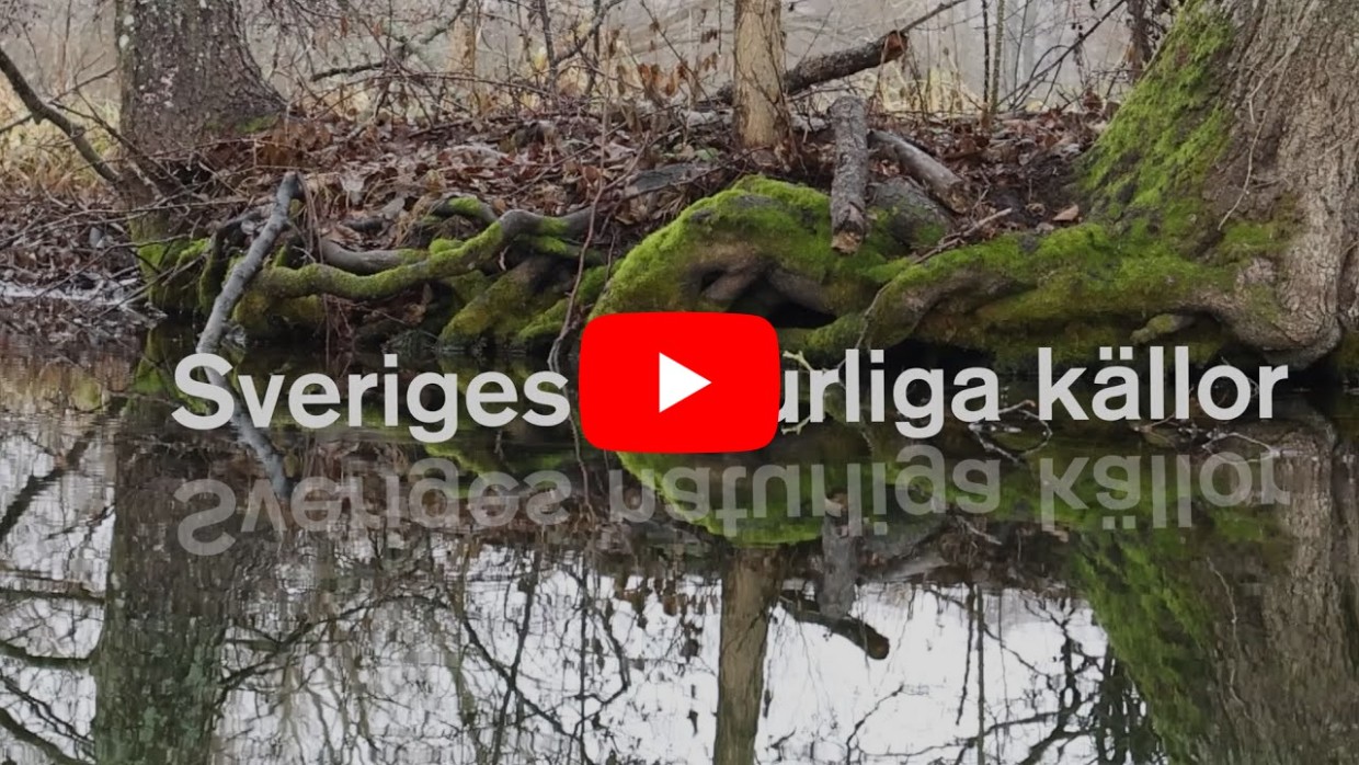 Startbild på video med spegelblank vattenyta i en källa med skog i bakgrunden.