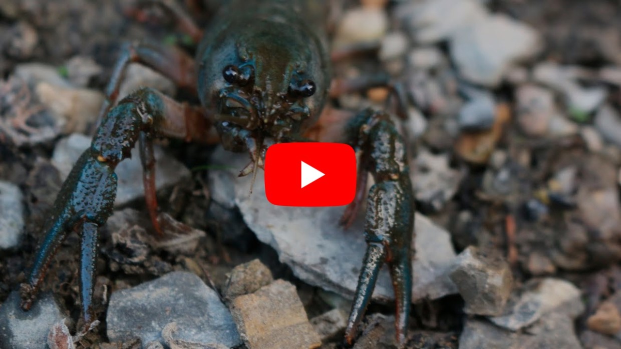 Startbild för video med en mörkfärgad flodkräfta framstickandes med sin tryne och klor.