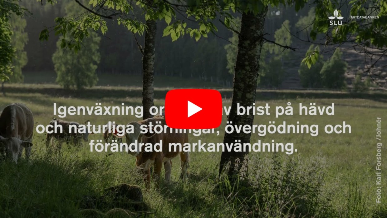 Startbild på video med betande kor bland grönskande träd vid grönt fält