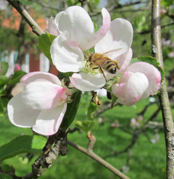 Bi på äppleblom. Foto: Lotta Fabricius Kristiansen