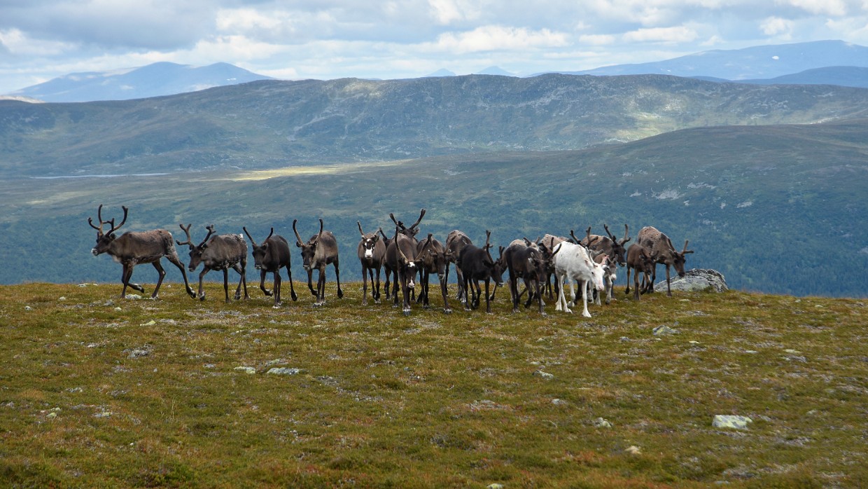 Renar på fjäll. Foto.