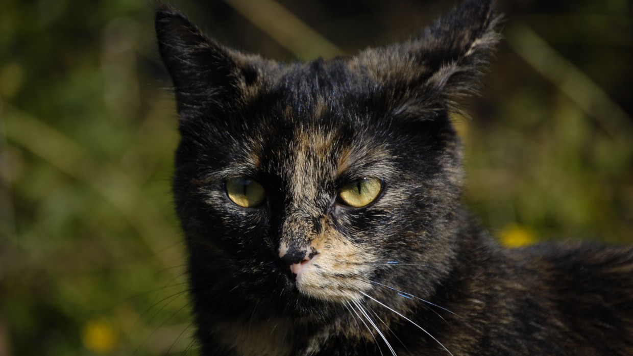 En brun-svart-spräcklig katt. Foto.