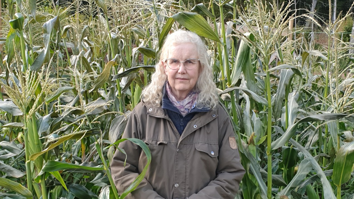 A blond woman in a maize field. Photo. 