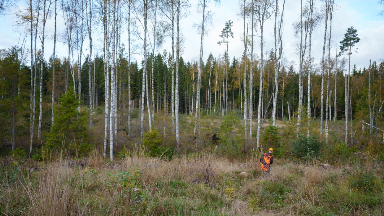 En jägare i orange kläder går på ett hygge mot en gles björkskog. Foto. 