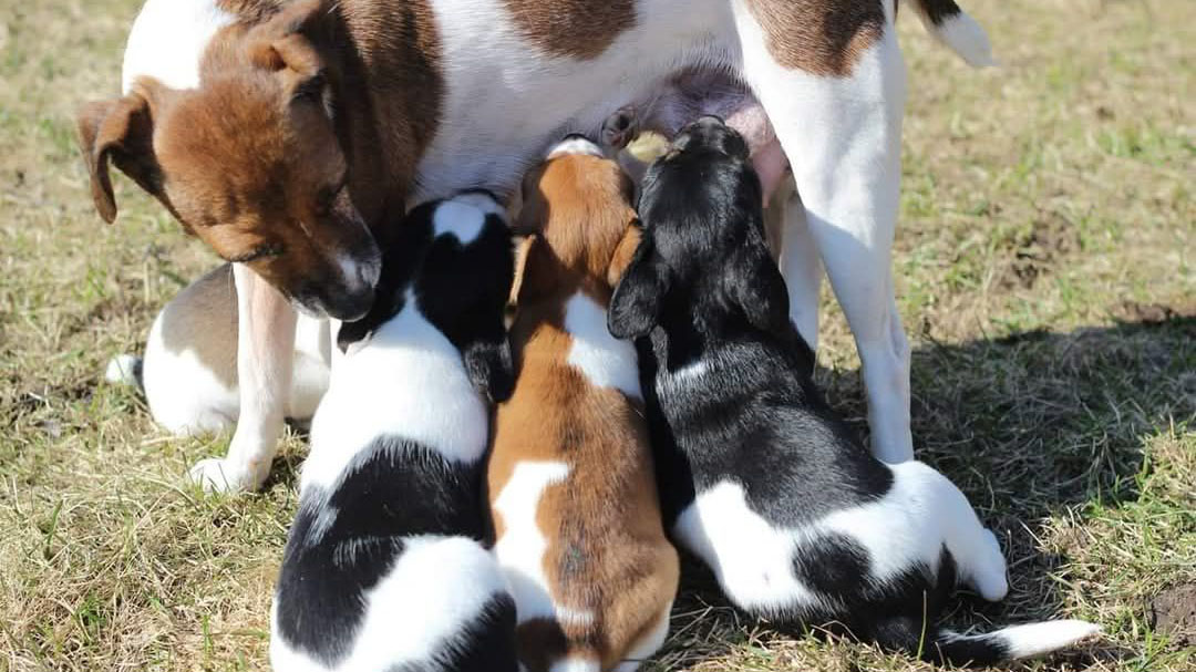 En tik av dansk-svensk gårdshund står upp och diar flera valpar. Foto.